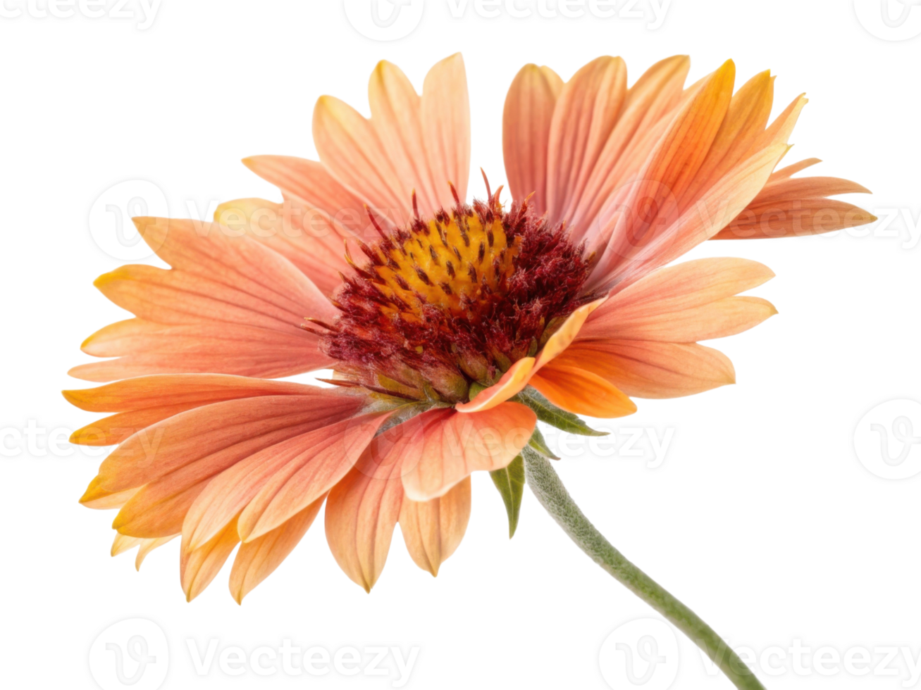 Vibrant gaillardia flower showcases its stunning petals in shades of orange and pink, radiating beauty and joy in any garden setting png