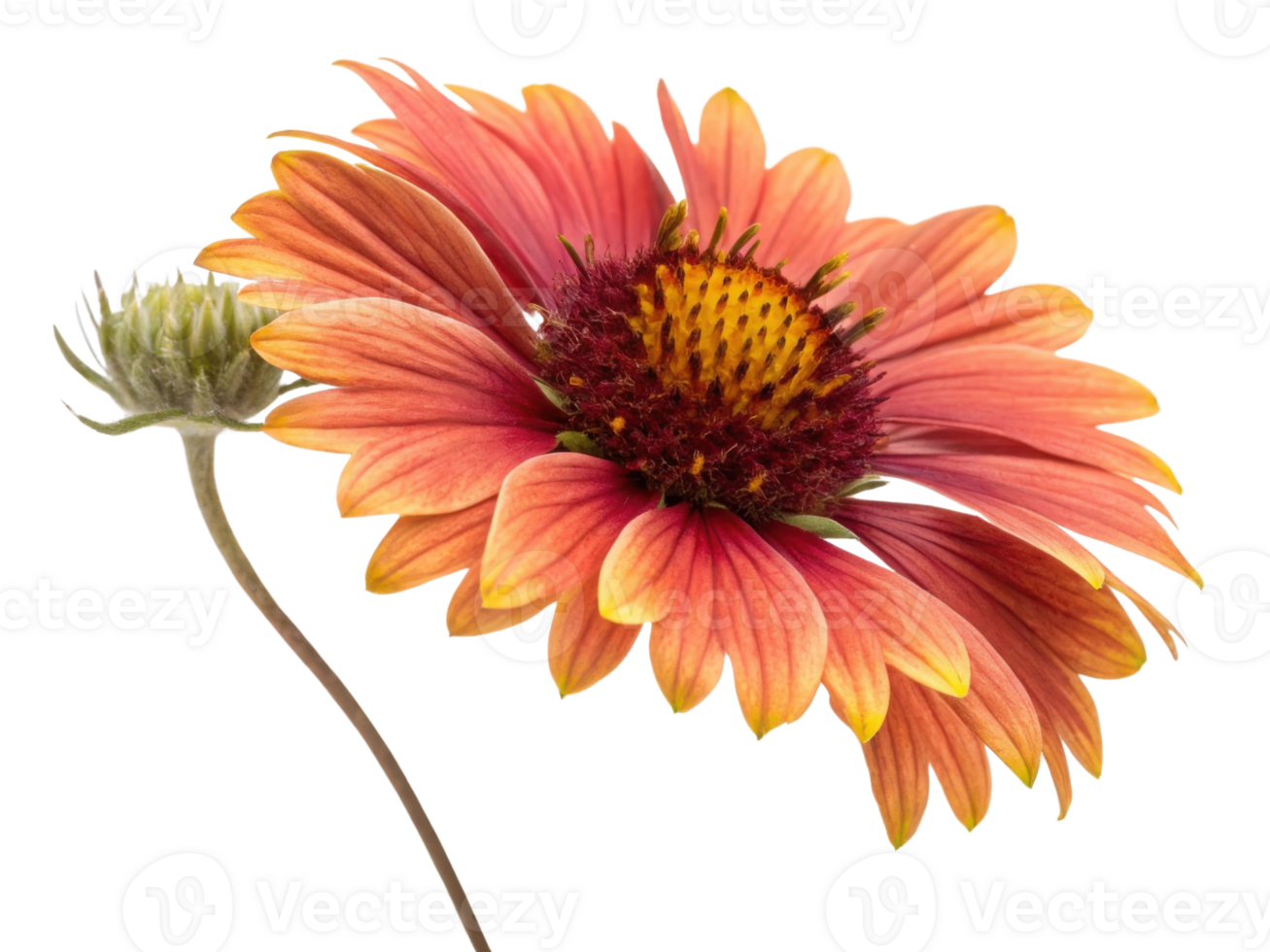 Vibrant gaillardia flower showcases its stunning petals in shades of orange and yellow, radiating beauty and joy png
