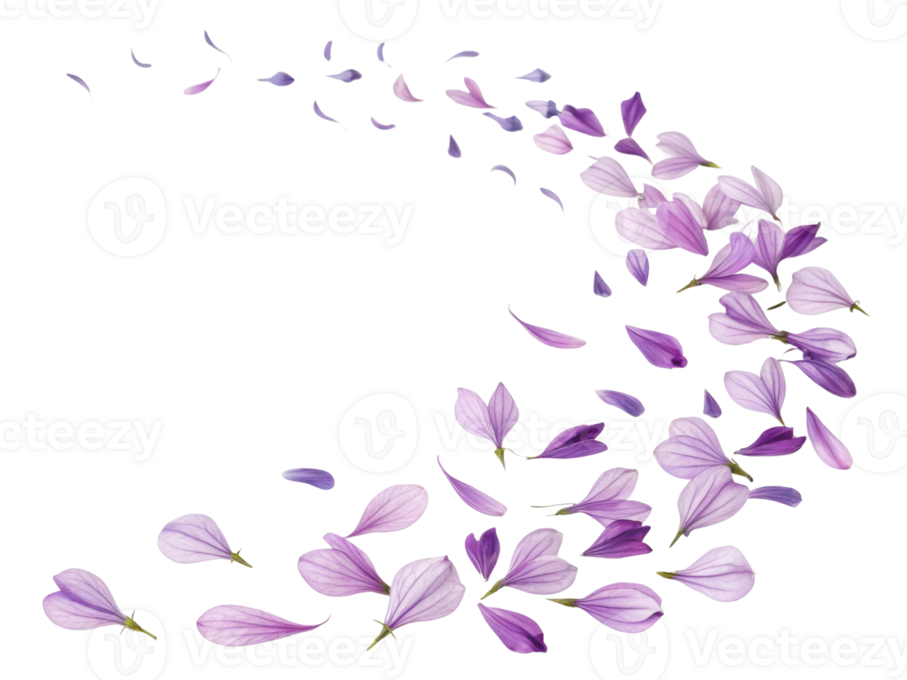 Delicate salvia flowers gracefully scatter, creating beautiful and serene scene filled with soft purple petals png