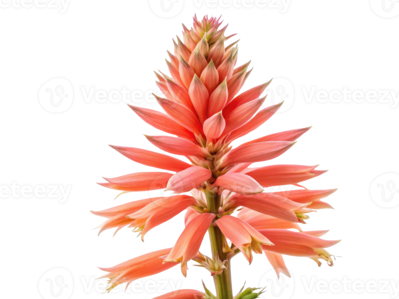 Stunning salvia flower stands tall with vibrant coral petals showcasing its unique beauty in nature png