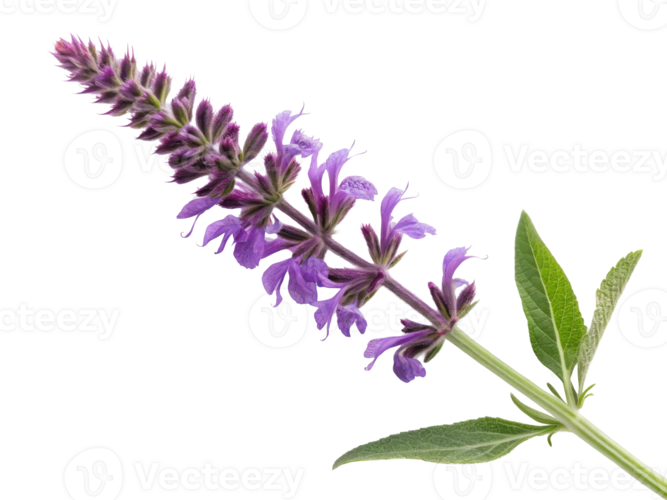 Salvia flower blooms vibrantly with purple petals showcasing its beauty and elegance in nature garden png