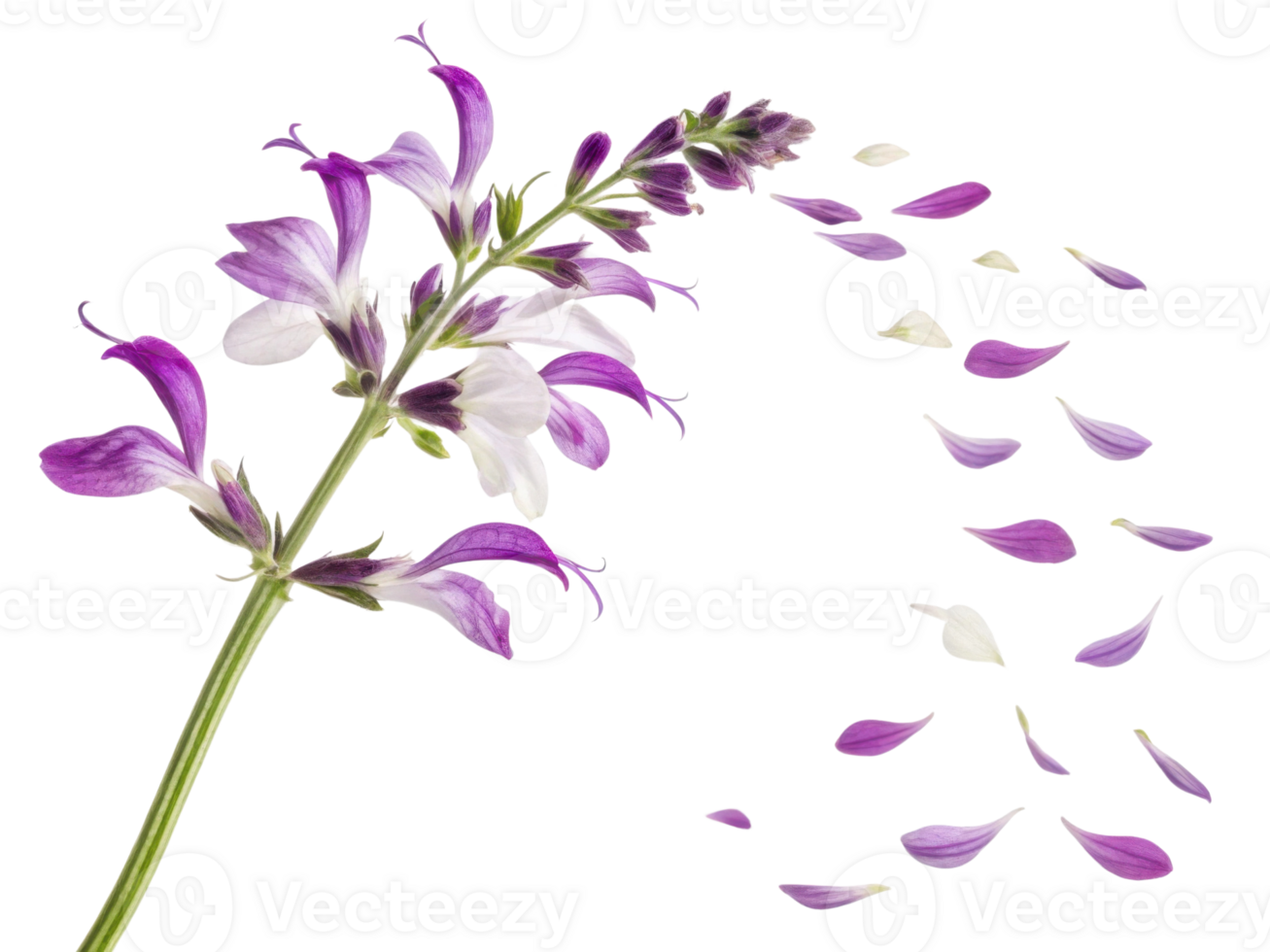 Beautiful salvia flower with vibrant purple and white petals gracefully releases its delicate petals into air, creating serene atmosphere png