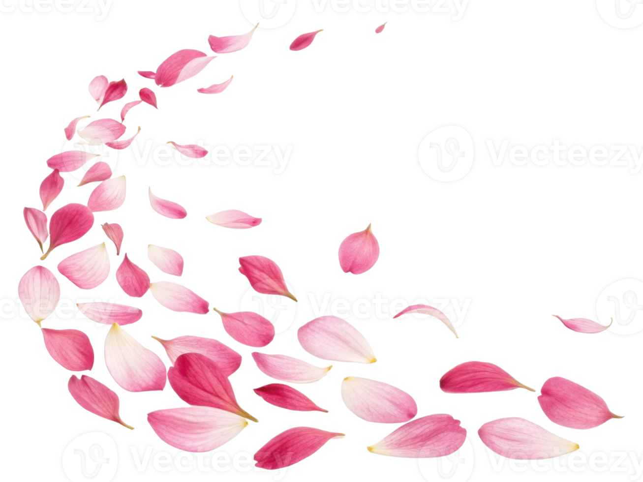 Delicate pink salvia flower petals gracefully swirl in beautiful dance, creating serene and enchanting atmosphere png