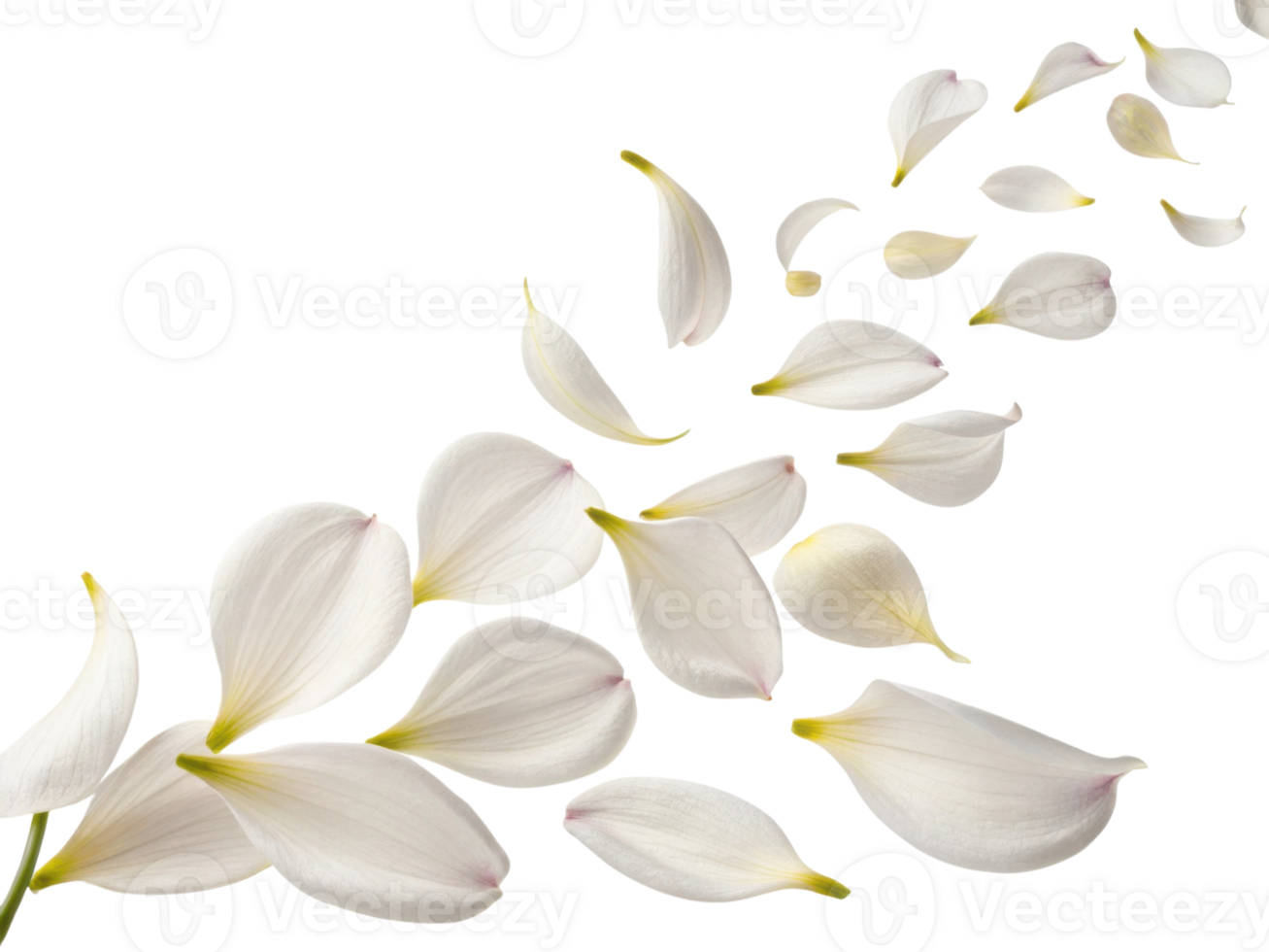 Delicate salvia flower petals gracefully drift in serene pattern creating calming and beautiful visual experience png