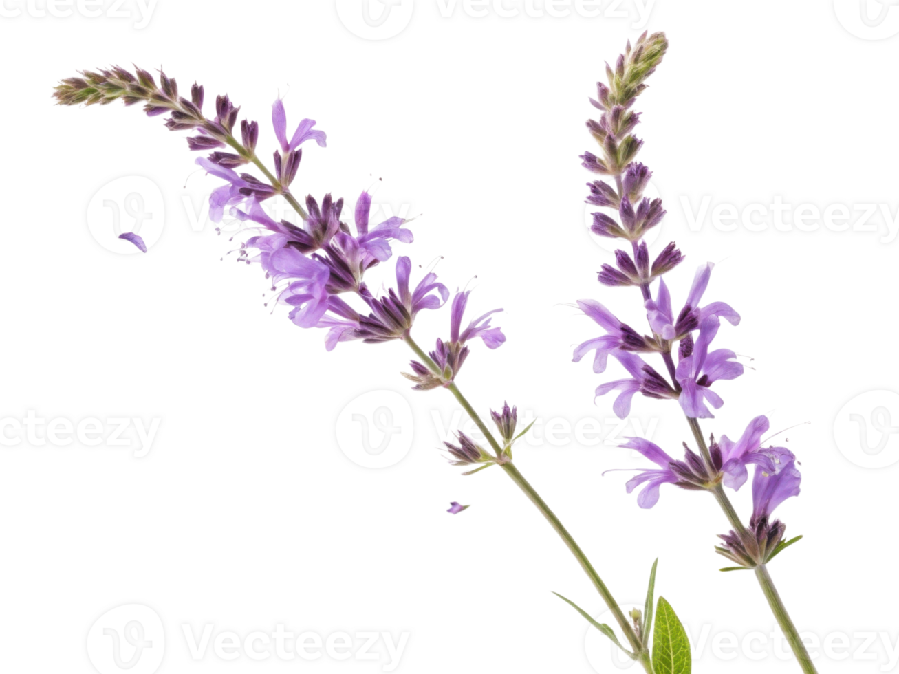 Salvia flowers bloom beautifully with vibrant purple petals showcasing nature elegance and charm png