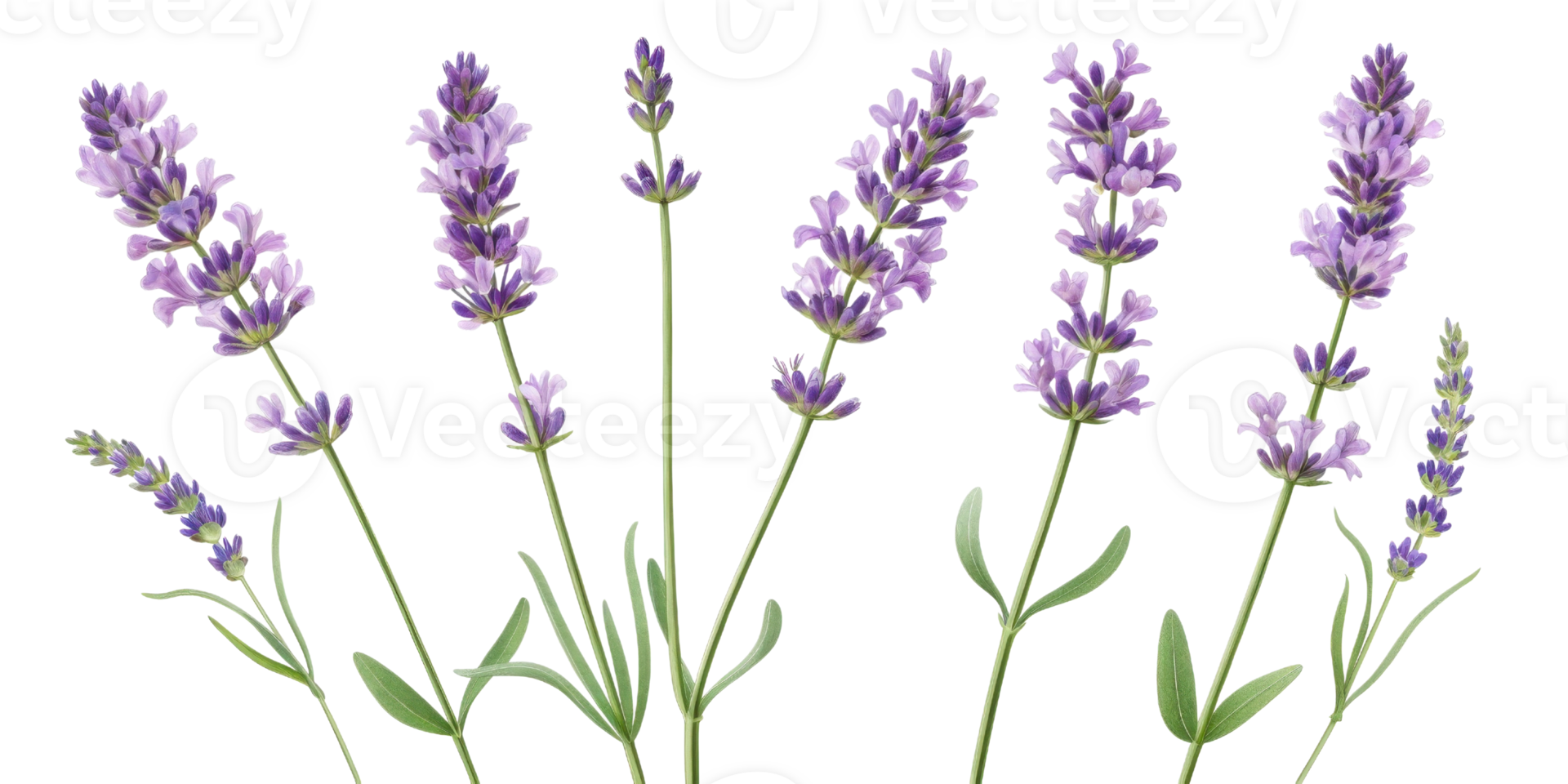 Lavender flowers bloom gracefully with vibrant purple hues and delicate petals, creating serene atmosphere in any garden or arrangement png