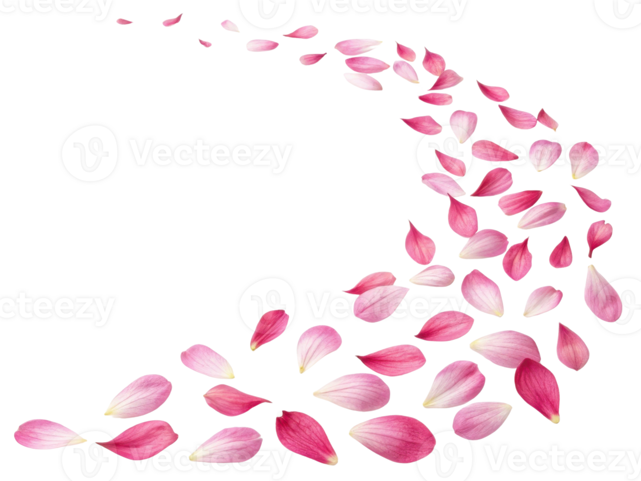 Delicate pink petals create beautiful flow, evoking sense of tranquility and nature charm, perfect for floral arrangements png