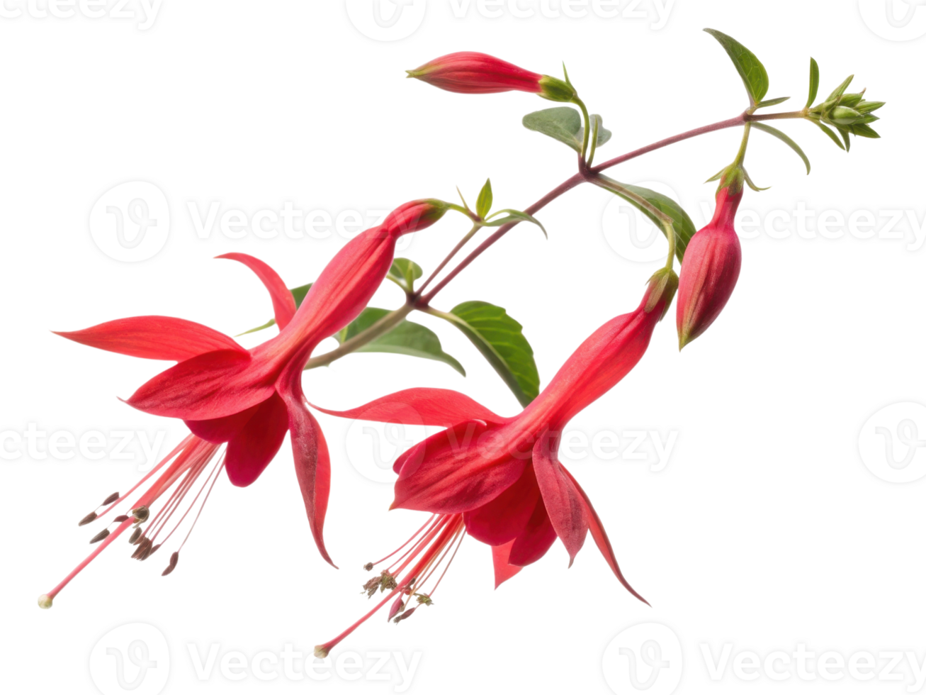 Beautiful salvia flowers bloom vibrantly with red petals showcasing nature artistry in stunning display of color and elegance png
