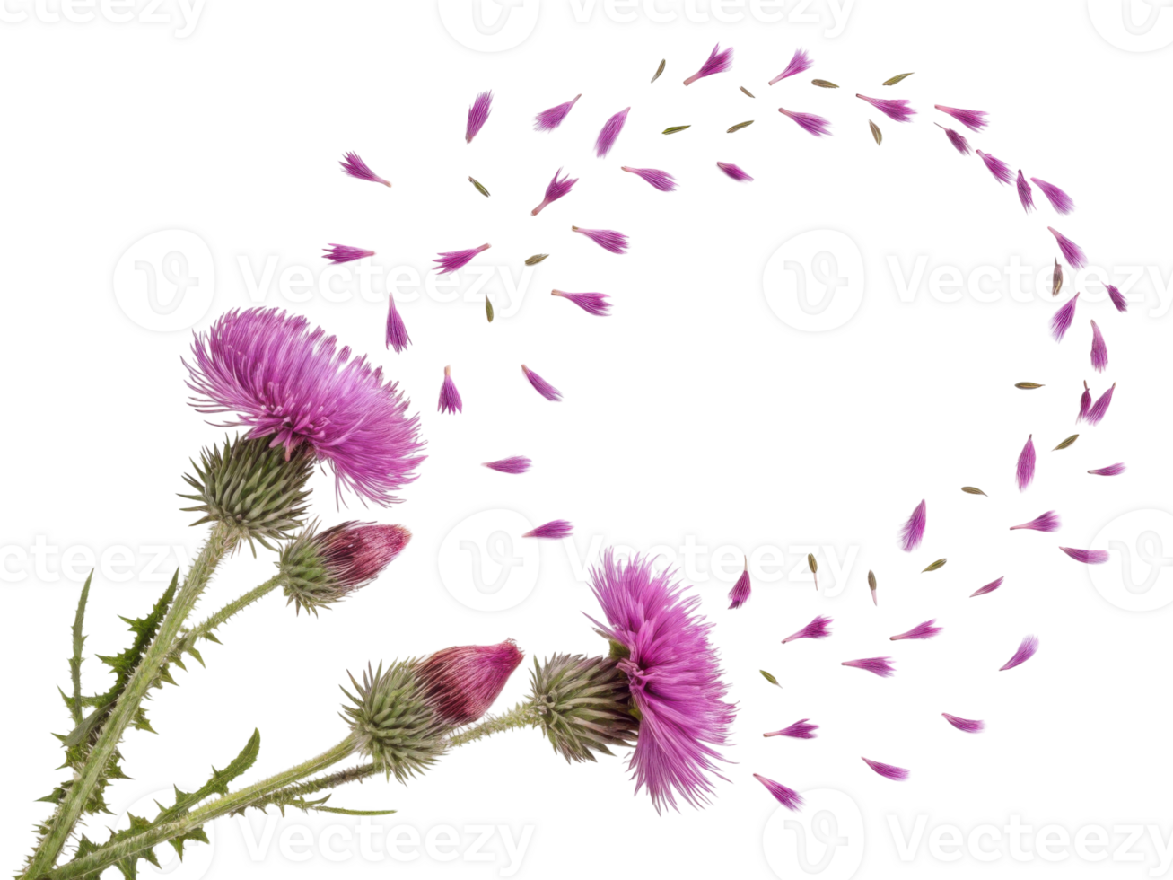 Thistle flowers bloom vibrantly with delicate petals swirling around them creating beautiful and enchanting scene png