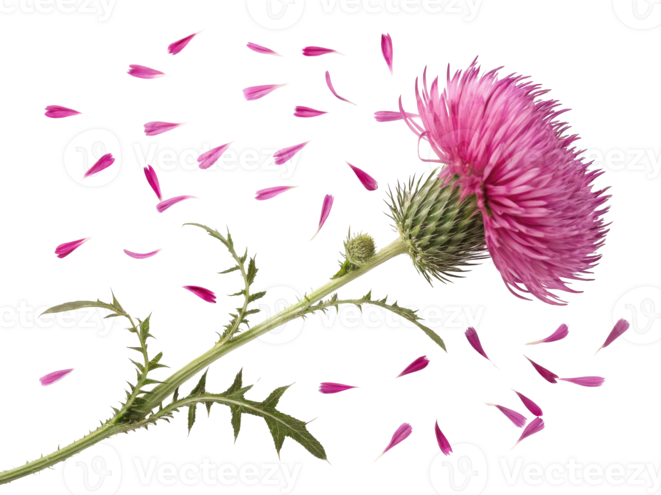 Vibrant thistle flower stands tall with delicate pink petals gracefully falling around it, creating serene and beautiful scene png