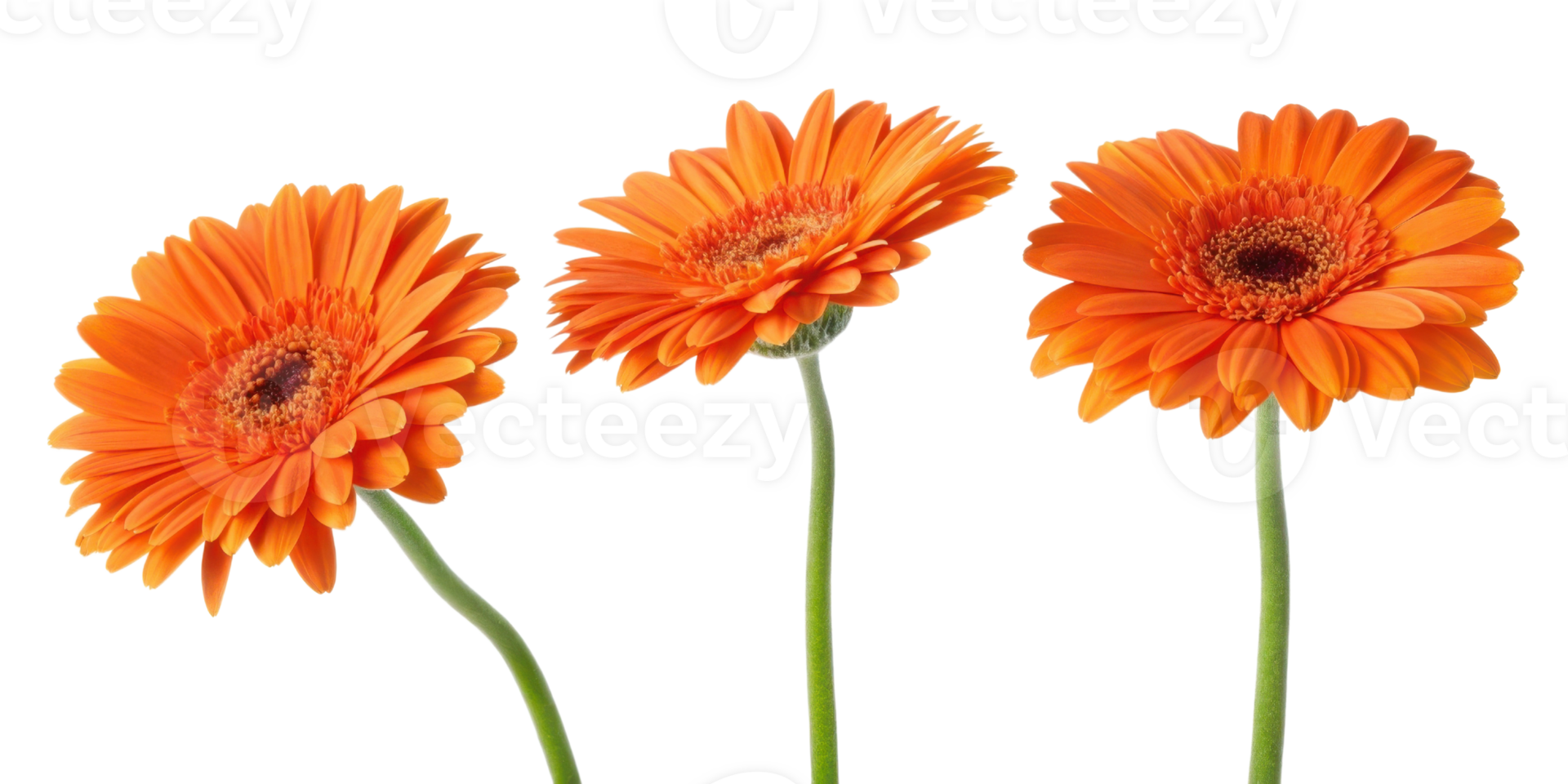 Bright and vibrant gerbera daisies in stunning orange hues create cheerful floral display that brings joy to any setting png
