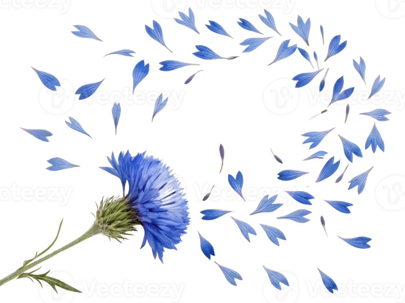 Beautiful thistle flower with vibrant blue petals is surrounded by swirling pattern of delicate petals, creating serene and enchanting scene png