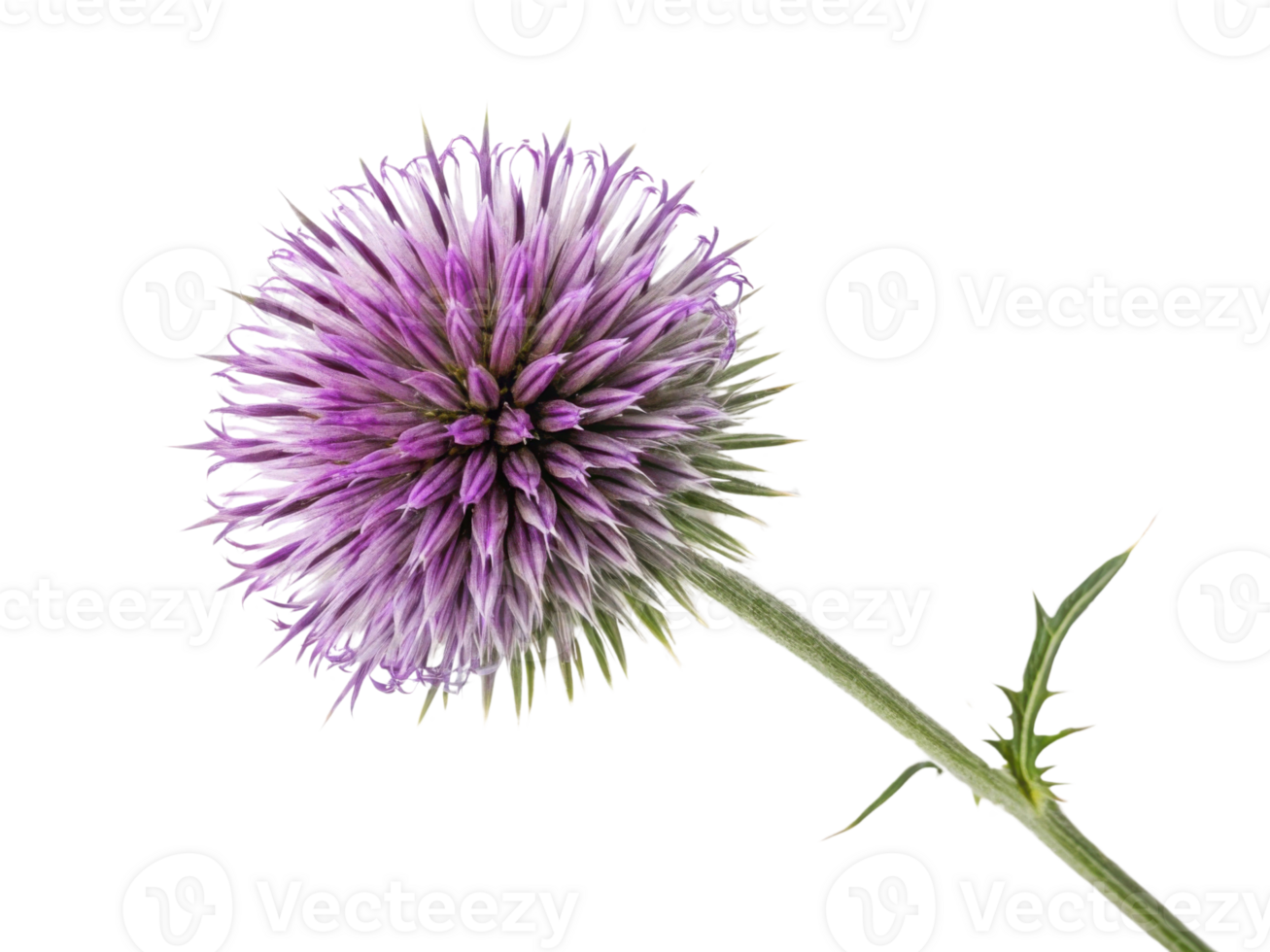 Vibrant thistle flower showcases its stunning purple hues and intricate details, adding beauty to any natural setting png