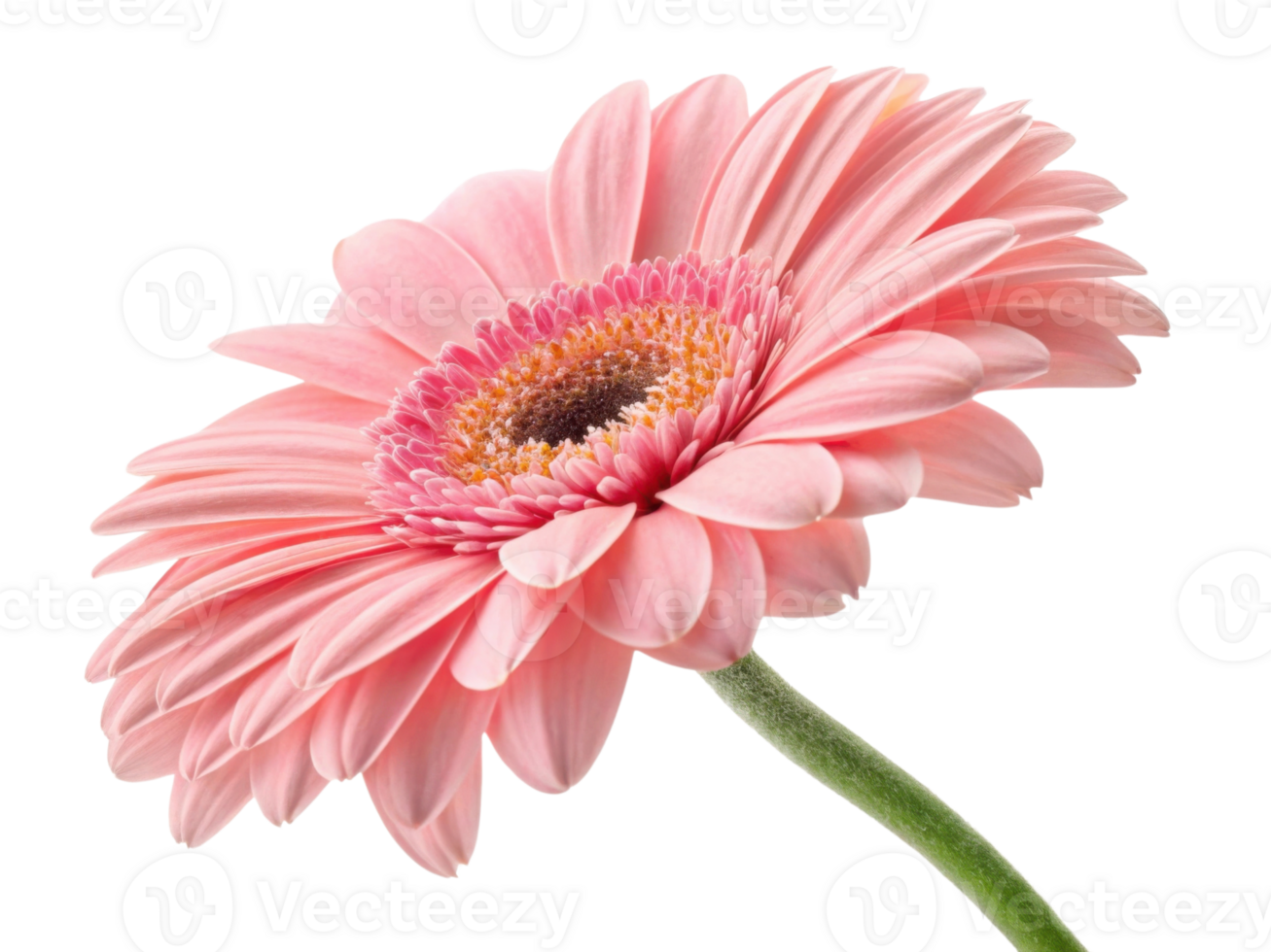 Beautiful gerbera daisy flower in soft pink hues showcases its delicate petals and vibrant center, perfect for brightening any space png