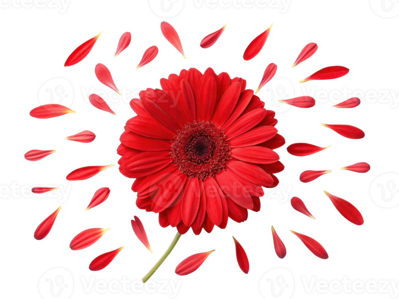 Vibrant gerbera daisy flower surrounded by scattered petals creates stunning visual display of beauty and elegance png