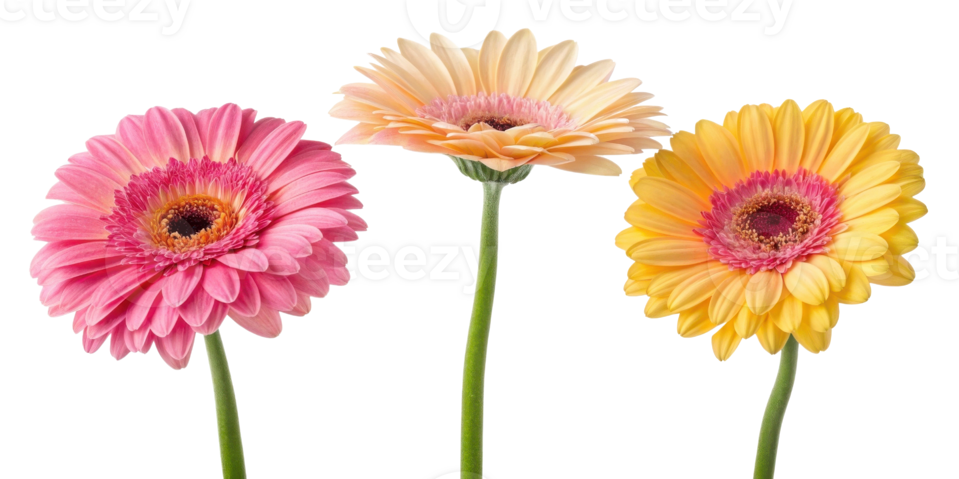 Bright gerbera daisies in pink, peach, and yellow colors create cheerful floral display that brings joy to any setting png