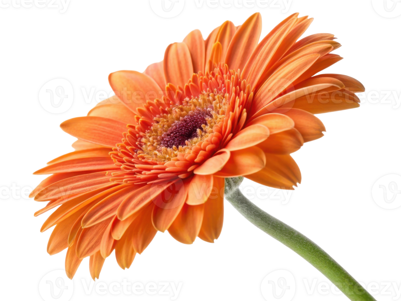 Vibrant gerbera daisy flower showcases its stunning orange petals and intricate center, radiating beauty and joy in any setting png