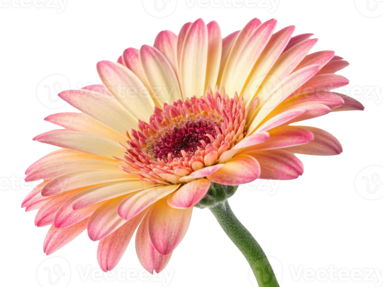 Beautiful gerbera daisy flower showcases vibrant colors and delicate petals, radiating joy and elegance in any setting png