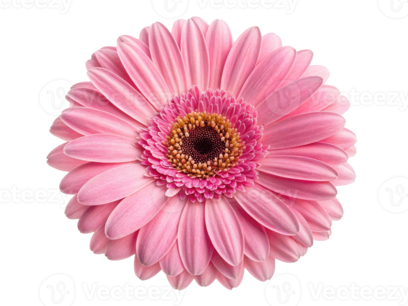 Beautiful gerbera daisy flower in soft pink hues radiates charm and elegance, perfect for brightening any space png