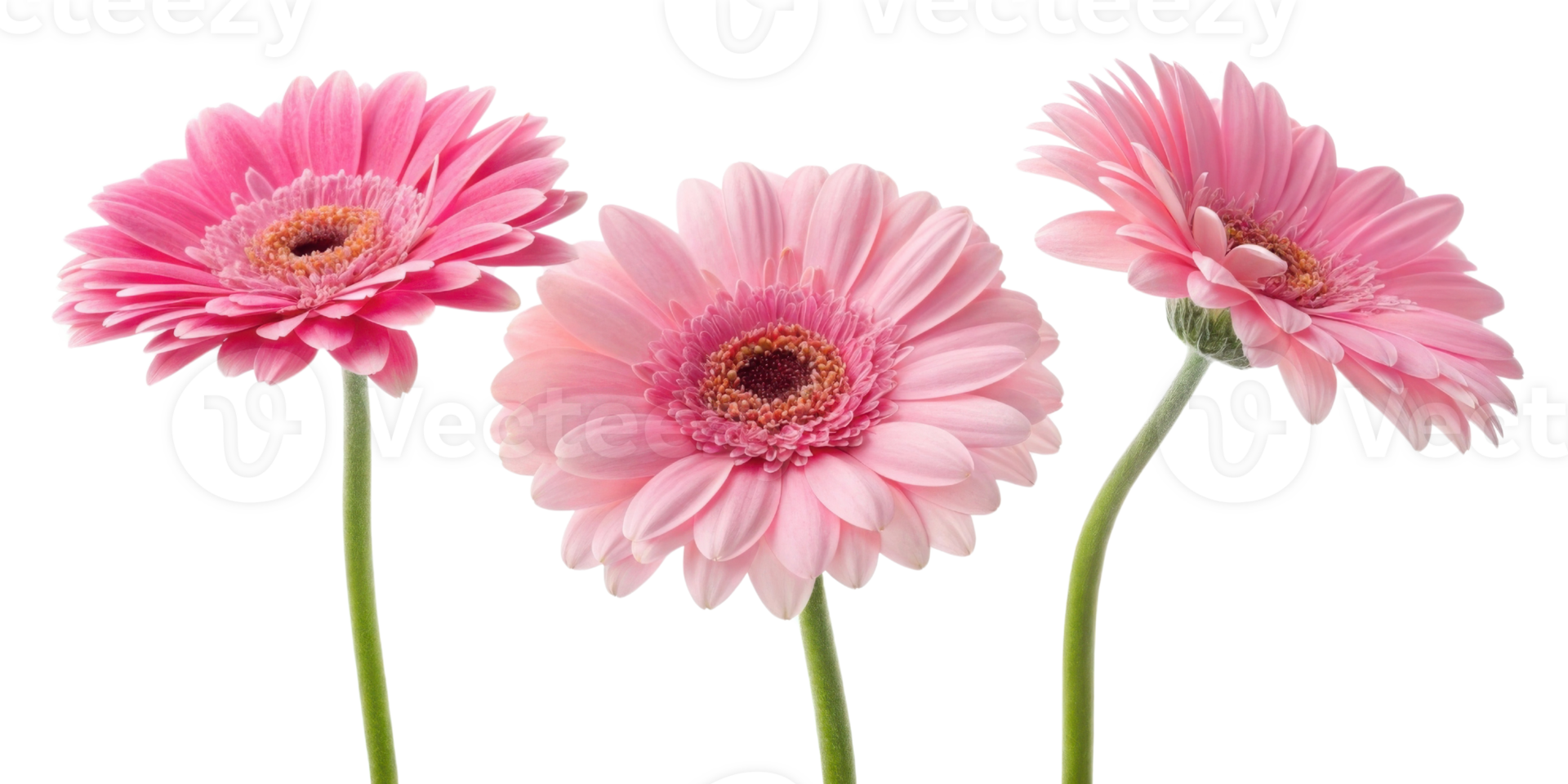 Beautiful gerbera daisies in soft pink hues create charming floral display that brightens any space with their vibrant beauty and elegance png