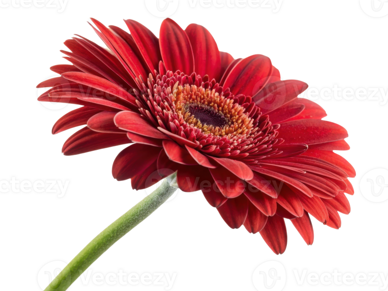Vibrant gerbera daisy flower showcases its stunning red petals and intricate center, radiating beauty and joy in any setting png