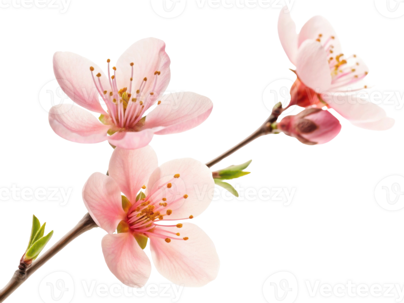 Delicate waxflower blooms showcase soft pink petals and vibrant stamens, creating serene and beautiful floral display png
