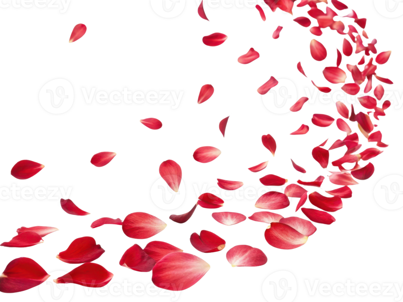 Beautiful red petals gracefully swirl in captivating dance, creating romantic atmosphere filled with elegance and charm png