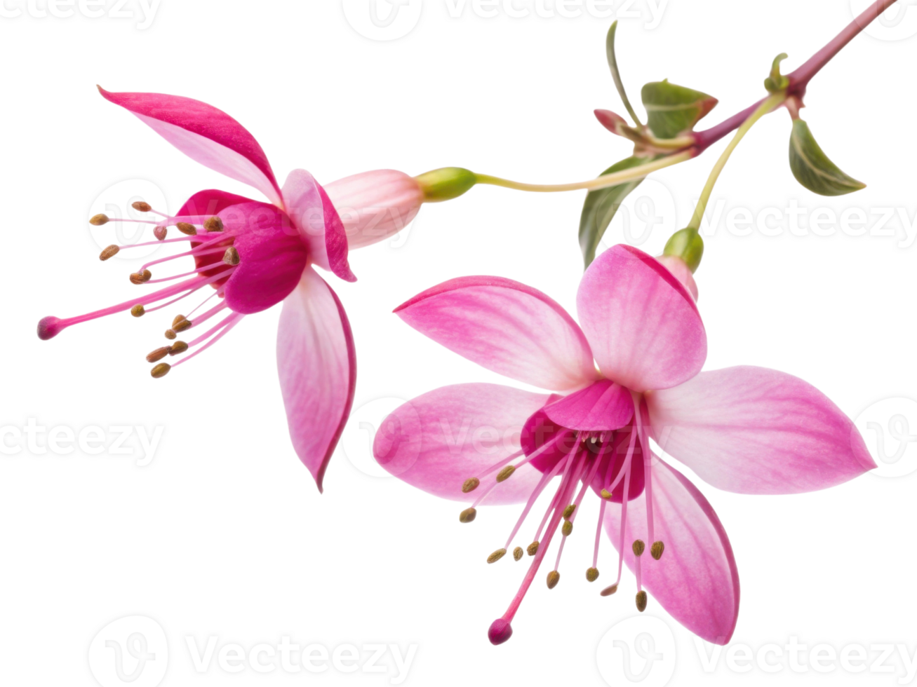 Beautiful waxflower blooms showcase delicate petals in shades of pink, creating stunning floral display that captivates senses png