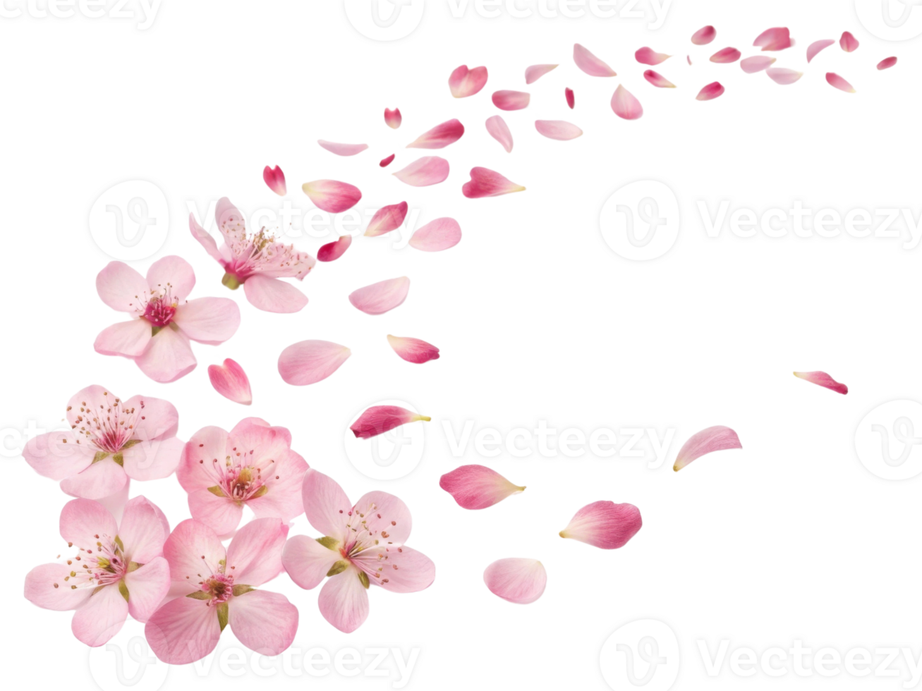 Beautiful waxflower petals scatter gracefully, creating serene and delicate floral display that captivates senses png