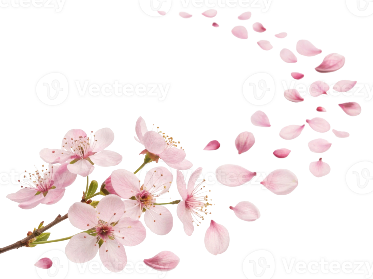 Delicate waxflower blooms create serene atmosphere as petals gracefully drift, embodying nature beauty and tranquility png