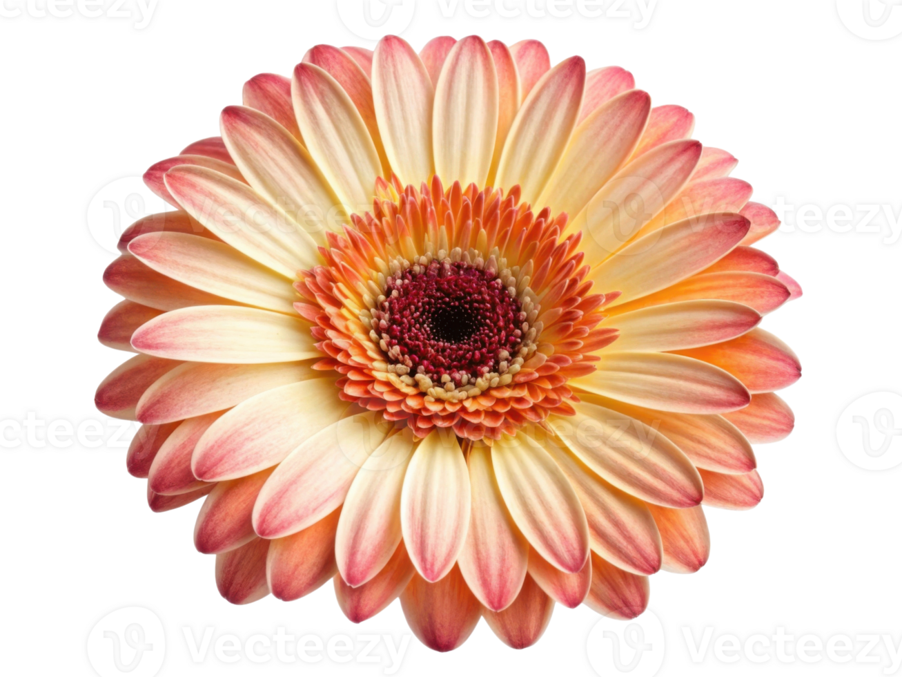 Stunning gerbera daisy flower with vibrant petals in shades of yellow and pink, radiating beauty and joy in any setting png