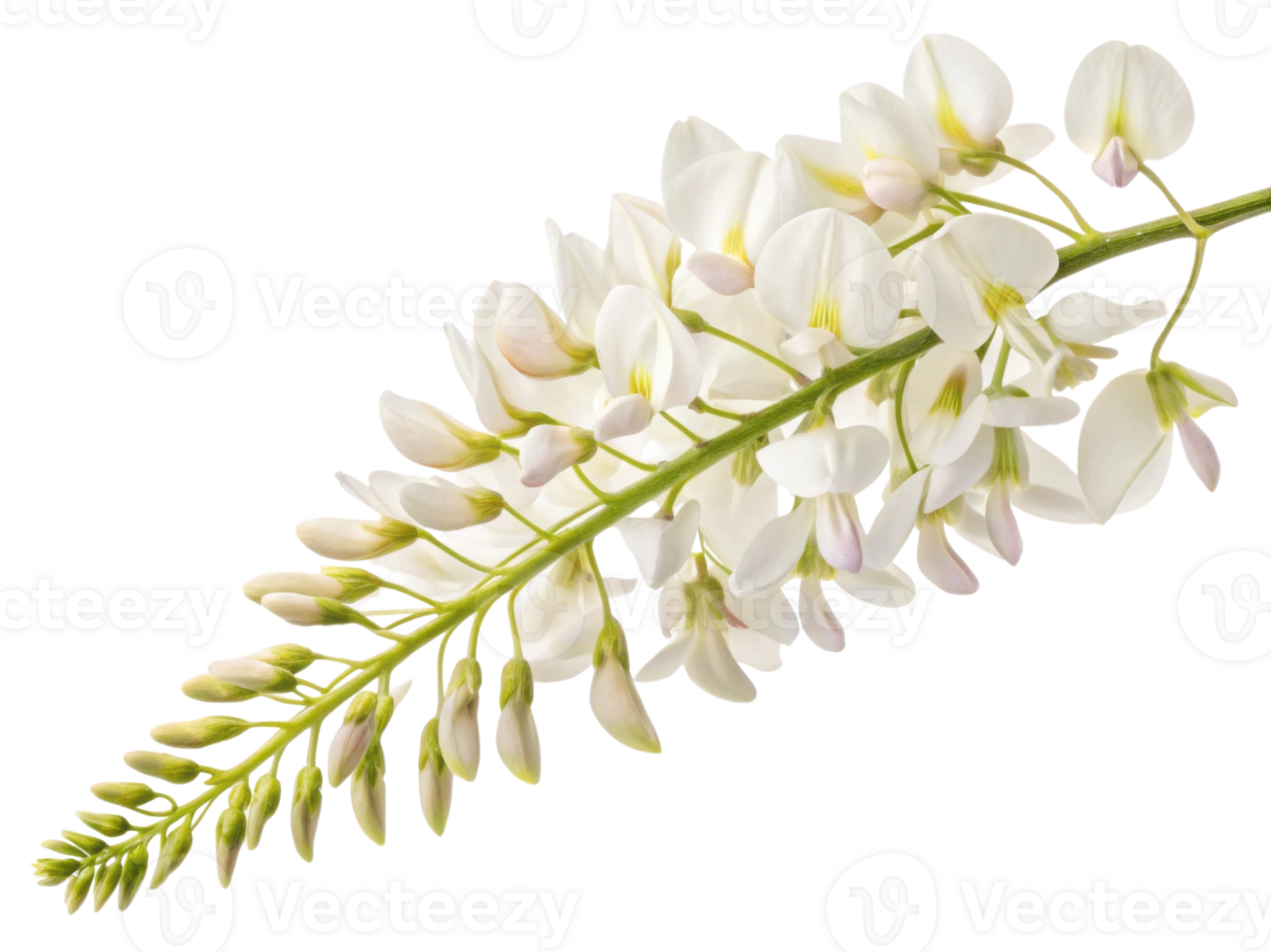 Stunning wisteria flower branch showcases delicate white blooms that evoke sense of tranquility and beauty in any setting png