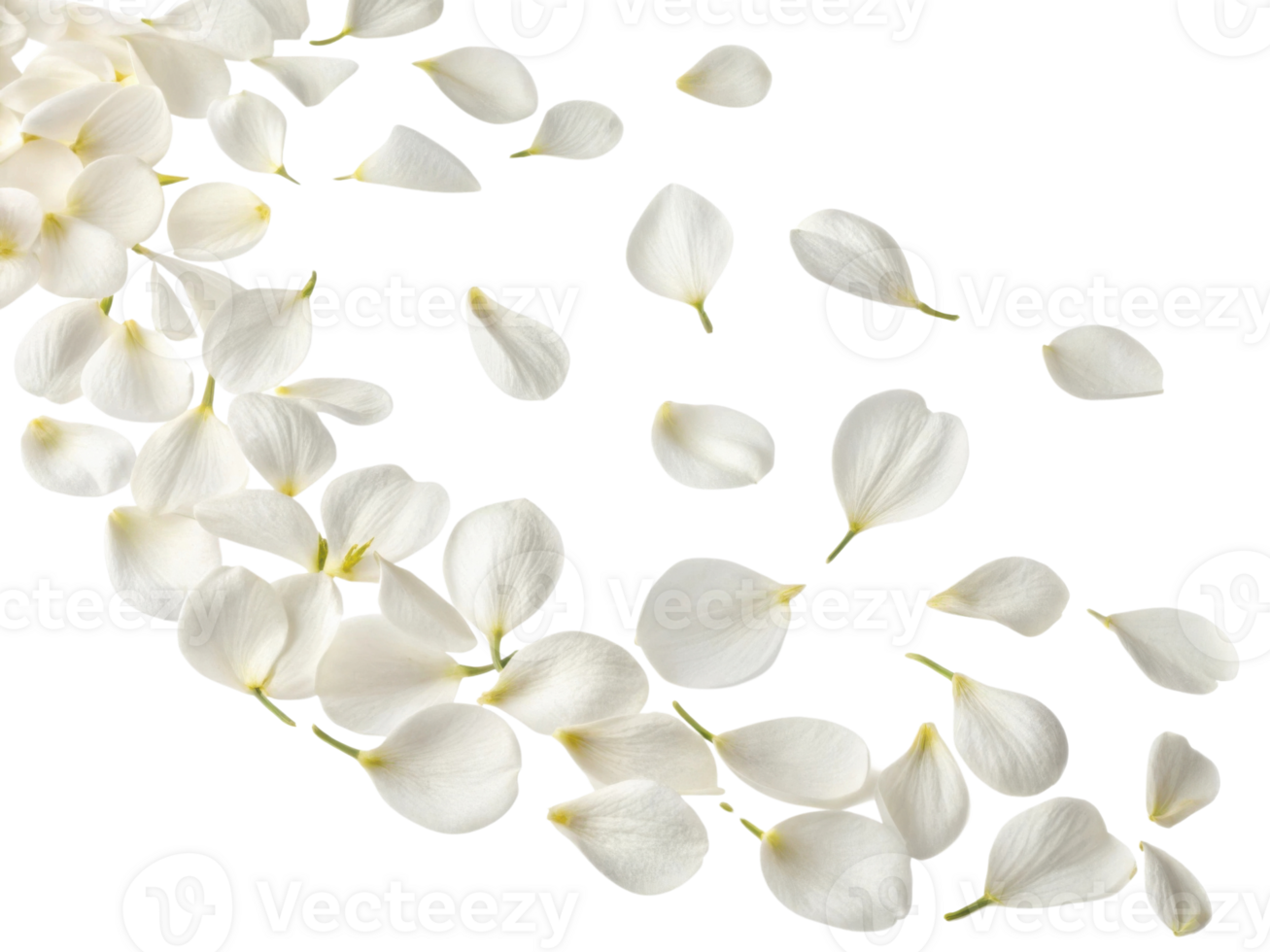 Delicate white petals gracefully fall, creating serene atmosphere filled with beauty and tranquility png