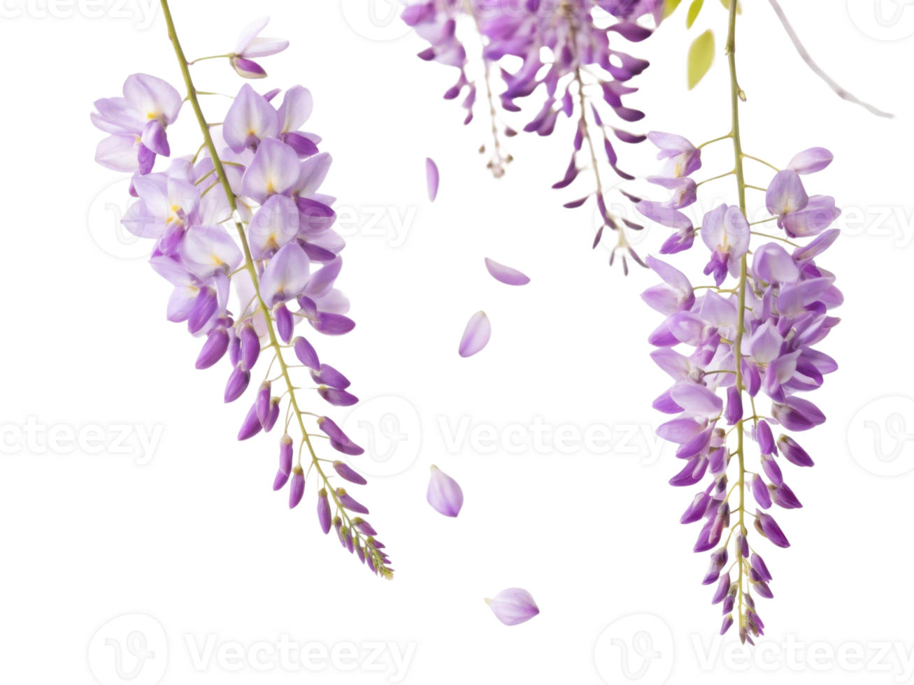 Wisteria flowers bloom gracefully, their delicate petals falling softly to ground, creating serene and enchanting atmosphere png