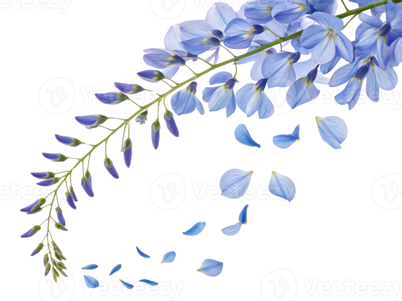 Beautiful wisteria flower branch with delicate blue petals cascading gracefully, creating serene and enchanting atmosphere png