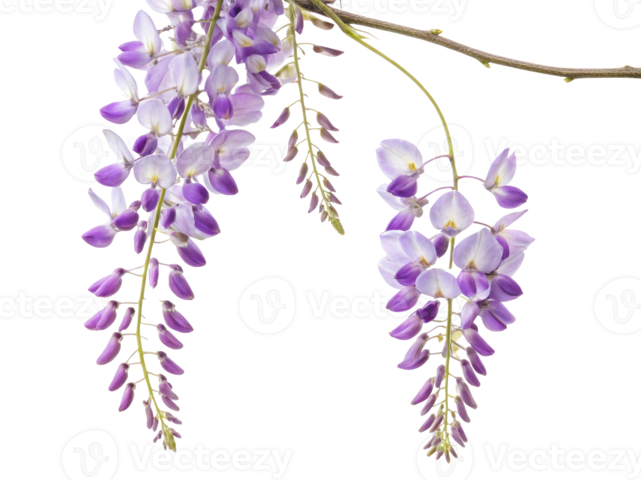 Wisteria flowers bloom gracefully, showcasing their delicate purple petals that create stunning visual display in any garden png