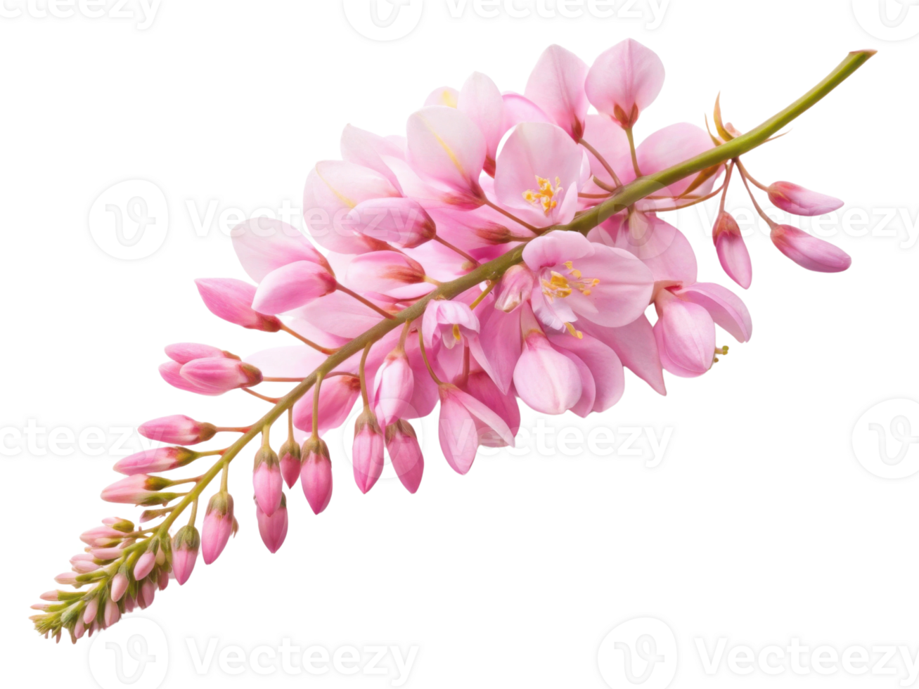 Wisteria flowers bloom beautifully in shades of pink, creating stunning display that captivates heart and soul png