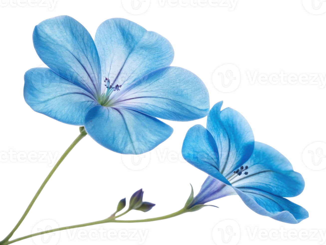 Beautiful gloxinia flowers bloom in vibrant blue hues showcasing delicate petals and intricate details that captivate eye png