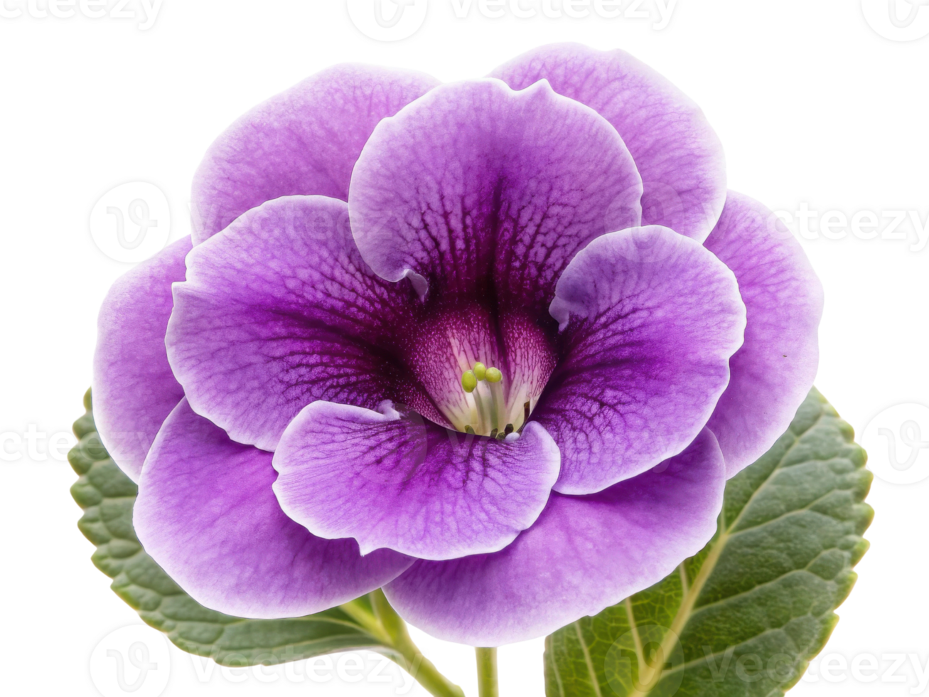 Stunning gloxinia flower showcases vibrant purple petals and intricate patterns, making it captivating addition to any garden or floral png