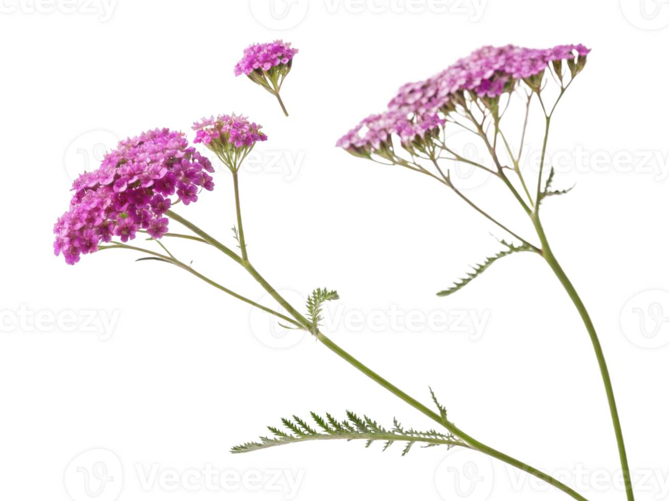 Yarrow flowers bloom in vibrant shades of pink, showcasing their delicate beauty and adding touch of elegance to any garden or arrangement png