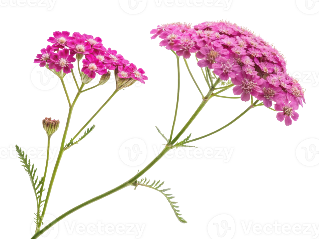 Yarrow flowers bloom vibrantly in shades of pink showcasing their delicate beauty and intricate details in nature garden png