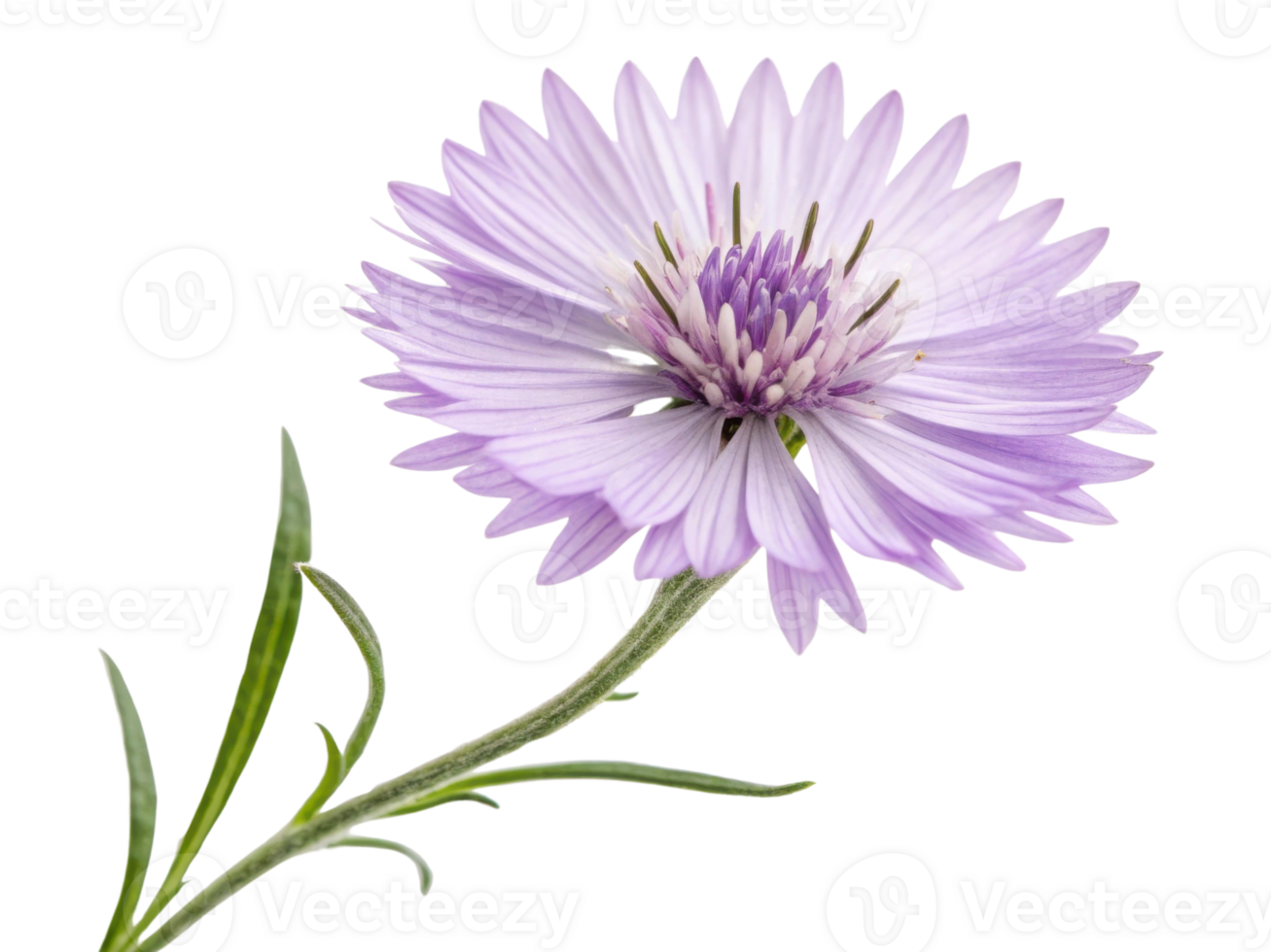 Delicate yarrow flower blooms gracefully with soft lavender petals and vibrant center, showcasing nature beauty and elegance png