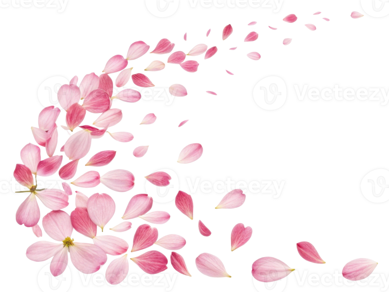 Beautiful pink yarrow flowers gracefully scatter, creating delicate and serene atmosphere filled with nature charm png