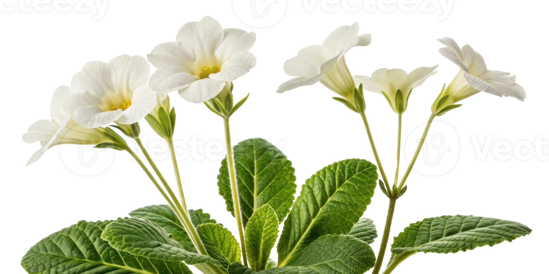 Gloxinia flower blooms gracefully with delicate white petals and lush green leaves creating serene and elegant display in any setting png