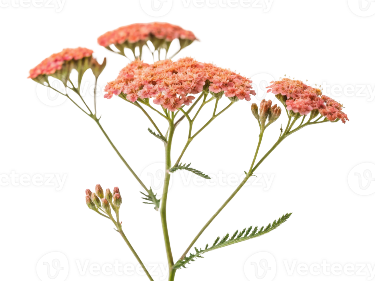 Yarrow flowers bloom in vibrant clusters showcasing delicate petals and lush green stems, creating stunning natural display png