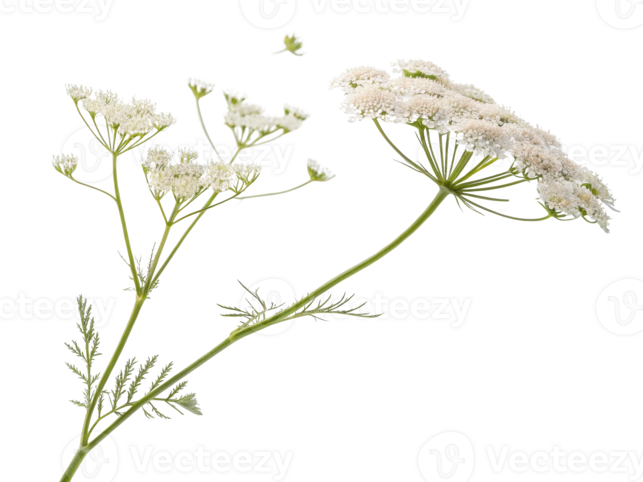 Yarrow flowers bloom gracefully, showcasing delicate white petals that attract attention and inspire tranquility in any garden setting png