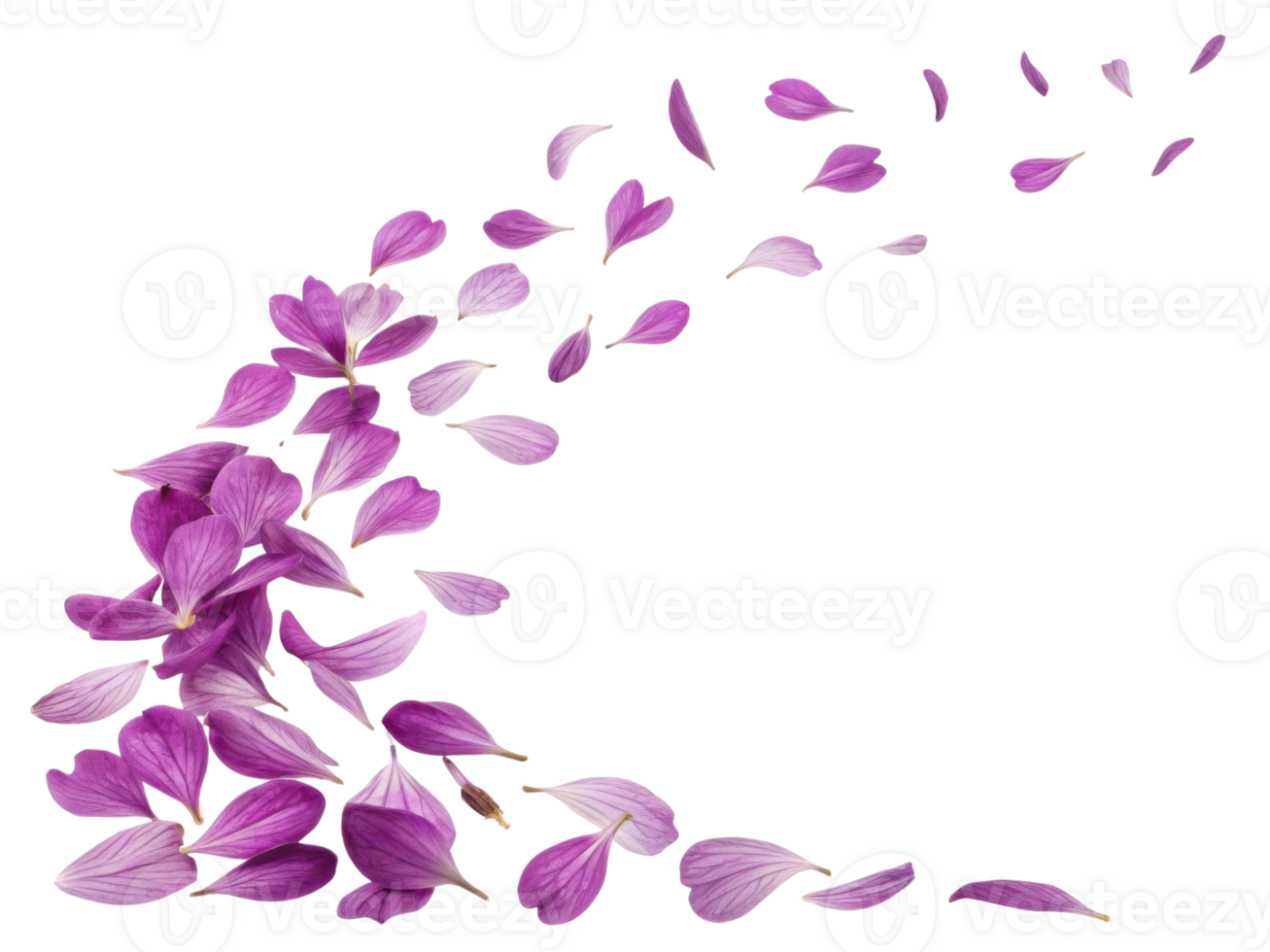 Beautiful yarrow flowers in vibrant purple hues create stunning visual as their petals gracefully scatter in air png