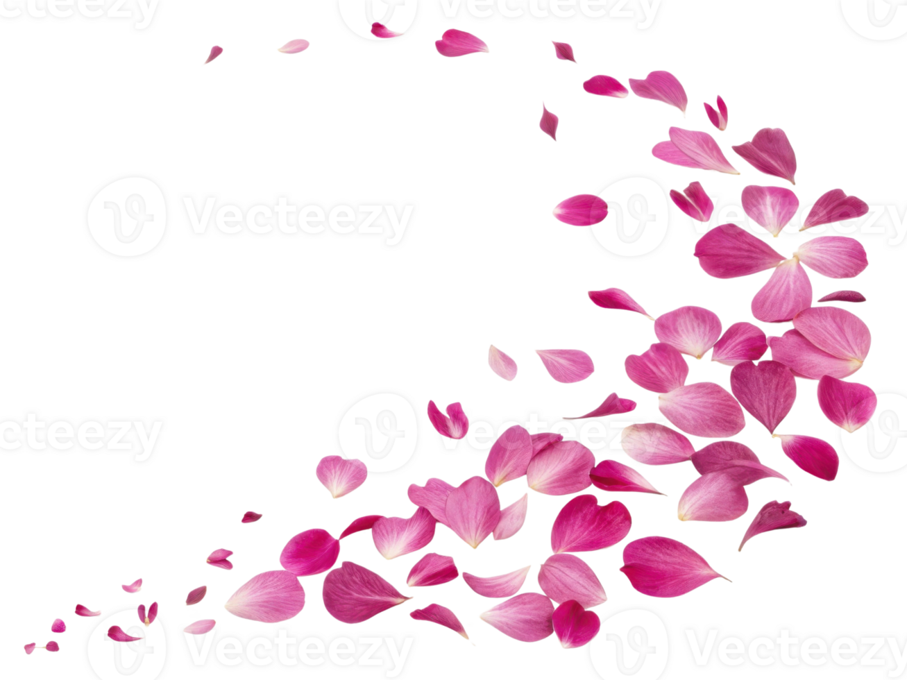 Beautiful swirl of pink flower petals creates delicate and romantic atmosphere, perfect for celebrations and special occasions png