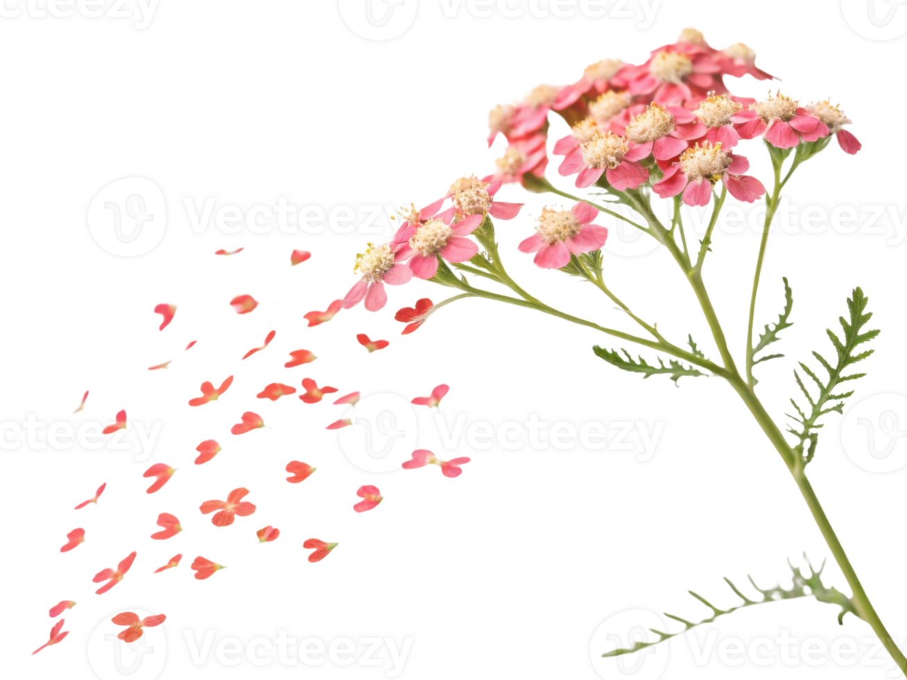 Delicate yarrow flower gracefully releases its soft pink petals, creating beautiful cascade that evokes sense of tranquility and beauty png
