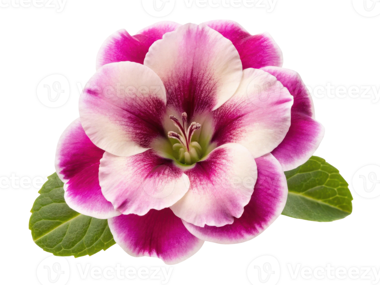 Gloxinia flower blooms with vibrant colors and delicate petals, showcasing nature beauty in stunning display png